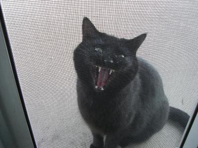 Yawning Cat Number 155